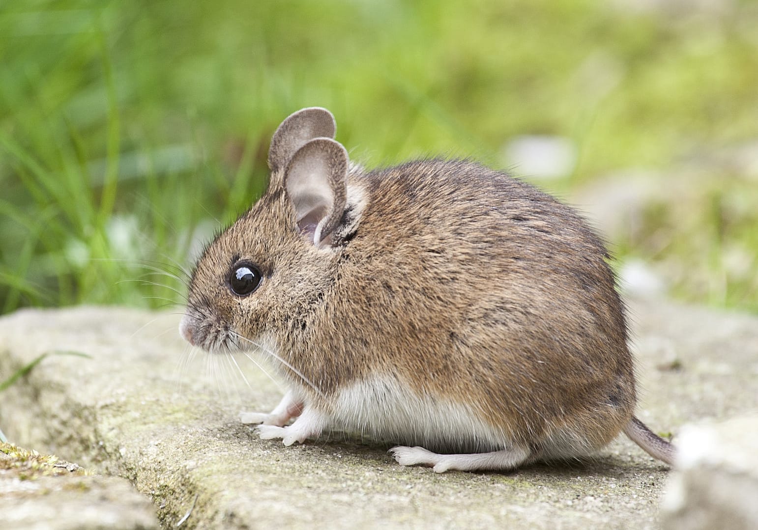 Brown and White Land Animal