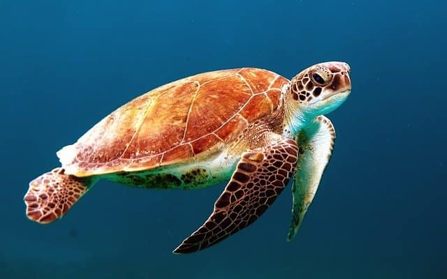 turtle 863336 640