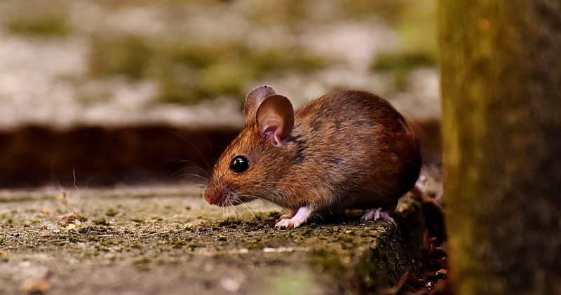 wood mouse 3082922 1280