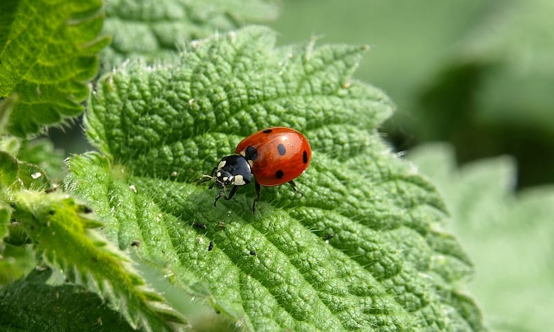 ladybug 349456 1280